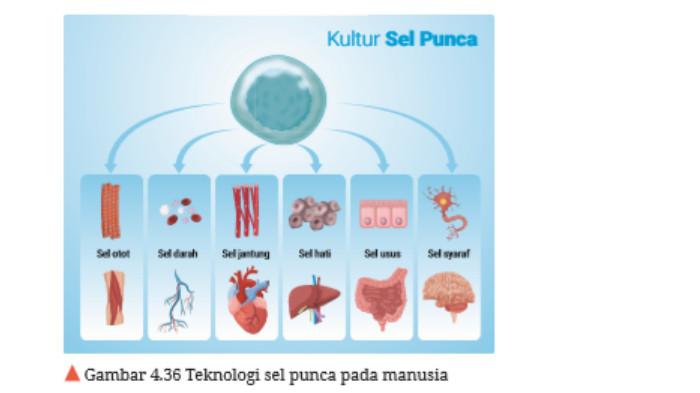 Kunci Jawaban Biologi Kelas 12 Halaman 234 Aktivitas 4 17 Mengenal Sel Kunci Jawaban Biologi Kelas 12 Halaman 234 Aktivitas 4 17 Mengenal Sel